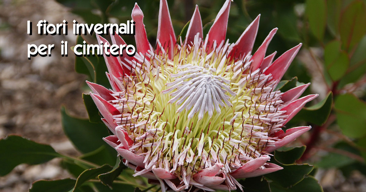 Quali Fiori Per Il Cimitero I Fiori Invernali Per Il Camposanto